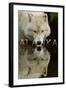 Alaska - Wolf Drinking-Lantern Press-Framed Art Print