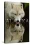 Alaska - Wolf Drinking-Lantern Press-Stretched Canvas