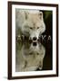 Alaska - Wolf Drinking-Lantern Press-Framed Art Print