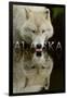 Alaska - Wolf Drinking-Lantern Press-Framed Art Print