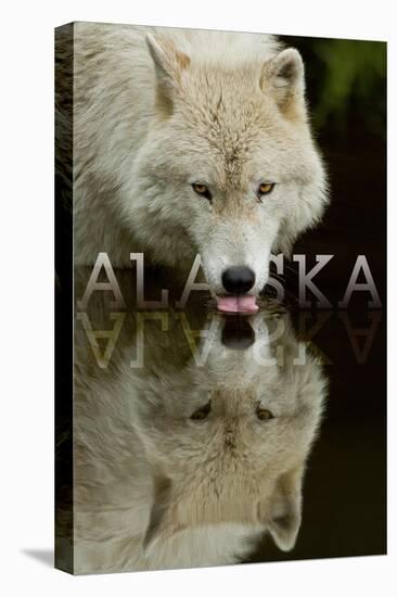 Alaska - Wolf Drinking-Lantern Press-Stretched Canvas