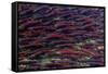 Alaska-Art Wolfe-Framed Stretched Canvas