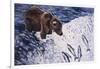 Alaskan Brown Bear, 2002-Joe Heaps Nelson-Framed Giclee Print