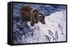 Alaskan Brown Bear, 2002-Joe Heaps Nelson-Framed Stretched Canvas