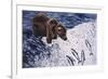 Alaskan Brown Bear, 2002-Joe Heaps Nelson-Framed Giclee Print