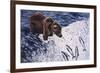 Alaskan Brown Bear, 2002-Joe Heaps Nelson-Framed Giclee Print