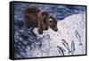 Alaskan Brown Bear, 2002-Joe Heaps Nelson-Framed Stretched Canvas