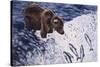 Alaskan Brown Bear, 2002-Joe Heaps Nelson-Stretched Canvas