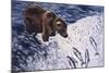 Alaskan Brown Bear, 2002-Joe Heaps Nelson-Mounted Giclee Print