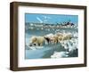 Alaskan Brown Bear Roars, McNeil River State Game Preserve, Alaska, USA-Howie Garber-Framed Photographic Print