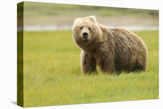 Alaskan, Brown Bear, Ursus Middendorffi, Katmai National Park, Alaska-Howie Garber-Stretched Canvas