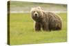 Alaskan, Brown Bear, Ursus Middendorffi, Katmai National Park, Alaska-Howie Garber-Stretched Canvas