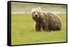 Alaskan, Brown Bear, Ursus Middendorffi, Katmai National Park, Alaska-Howie Garber-Framed Stretched Canvas