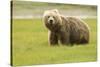 Alaskan, Brown Bear, Ursus Middendorffi, Katmai National Park, Alaska-Howie Garber-Stretched Canvas