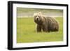 Alaskan, Brown Bear, Ursus Middendorffi, Katmai National Park, Alaska-Howie Garber-Framed Photographic Print