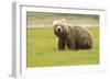 Alaskan, Brown Bear, Ursus Middendorffi, Katmai National Park, Alaska-Howie Garber-Framed Photographic Print