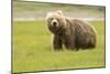 Alaskan, Brown Bear, Ursus Middendorffi, Katmai National Park, Alaska-Howie Garber-Mounted Photographic Print