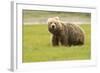 Alaskan, Brown Bear, Ursus Middendorffi, Katmai National Park, Alaska-Howie Garber-Framed Photographic Print