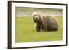 Alaskan, Brown Bear, Ursus Middendorffi, Katmai National Park, Alaska-Howie Garber-Framed Photographic Print