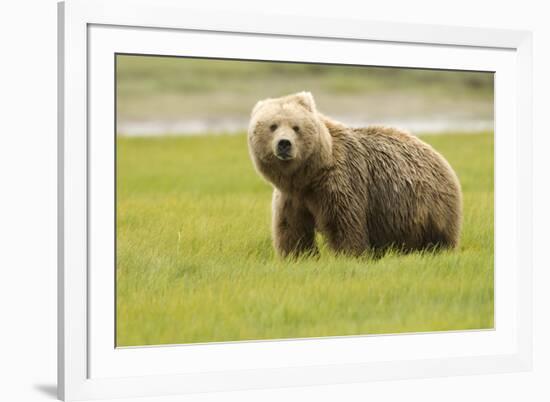 Alaskan, Brown Bear, Ursus Middendorffi, Katmai National Park, Alaska-Howie Garber-Framed Photographic Print