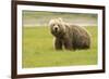 Alaskan, Brown Bear, Ursus Middendorffi, Katmai National Park, Alaska-Howie Garber-Framed Photographic Print