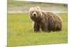 Alaskan, Brown Bear, Ursus Middendorffi, Katmai National Park, Alaska-Howie Garber-Mounted Photographic Print