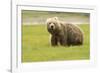 Alaskan, Brown Bear, Ursus Middendorffi, Katmai National Park, Alaska-Howie Garber-Framed Photographic Print