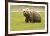 Alaskan, Brown Bear, Ursus Middendorffi, Katmai National Park, Alaska-Howie Garber-Framed Photographic Print