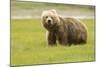 Alaskan, Brown Bear, Ursus Middendorffi, Katmai National Park, Alaska-Howie Garber-Mounted Photographic Print