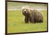 Alaskan, Brown Bear, Ursus Middendorffi, Katmai National Park, Alaska-Howie Garber-Framed Photographic Print