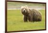 Alaskan, Brown Bear, Ursus Middendorffi, Katmai National Park, Alaska-Howie Garber-Framed Photographic Print