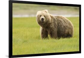 Alaskan, Brown Bear, Ursus Middendorffi, Katmai National Park, Alaska-Howie Garber-Framed Photographic Print