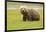 Alaskan, Brown Bear, Ursus Middendorffi, Katmai National Park, Alaska-Howie Garber-Framed Photographic Print