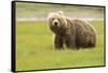 Alaskan, Brown Bear, Ursus Middendorffi, Katmai National Park, Alaska-Howie Garber-Framed Stretched Canvas