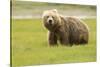 Alaskan, Brown Bear, Ursus Middendorffi, Katmai National Park, Alaska-Howie Garber-Stretched Canvas