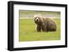 Alaskan, Brown Bear, Ursus Middendorffi, Katmai National Park, Alaska-Howie Garber-Framed Premium Photographic Print