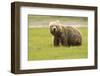 Alaskan, Brown Bear, Ursus Middendorffi, Katmai National Park, Alaska-Howie Garber-Framed Photographic Print