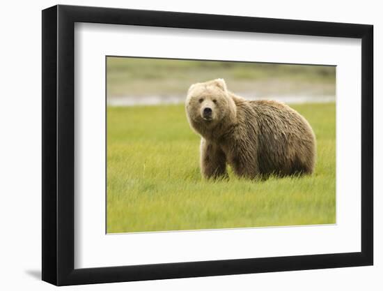 Alaskan, Brown Bear, Ursus Middendorffi, Katmai National Park, Alaska-Howie Garber-Framed Photographic Print