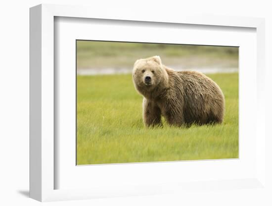 Alaskan, Brown Bear, Ursus Middendorffi, Katmai National Park, Alaska-Howie Garber-Framed Photographic Print