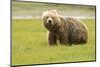 Alaskan, Brown Bear, Ursus Middendorffi, Katmai National Park, Alaska-Howie Garber-Mounted Photographic Print