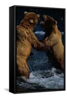 Alaskan Brown Bears in Brooks River-Paul Souders-Framed Stretched Canvas