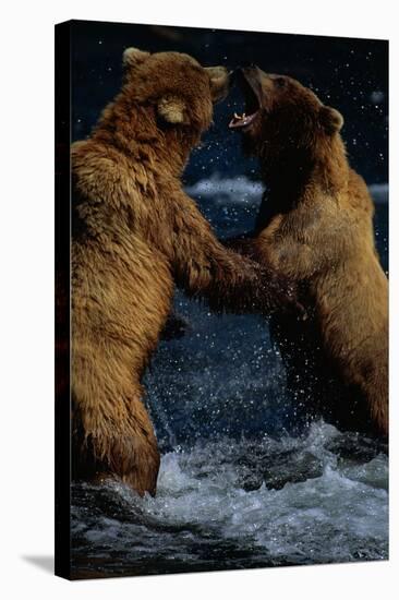 Alaskan Brown Bears in Brooks River-Paul Souders-Stretched Canvas