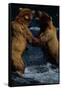 Alaskan Brown Bears in Brooks River-Paul Souders-Framed Stretched Canvas