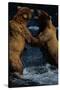 Alaskan Brown Bears in Brooks River-Paul Souders-Stretched Canvas