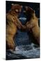 Alaskan Brown Bears in Brooks River-Paul Souders-Mounted Photographic Print