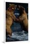 Alaskan Brown Bears in Brooks River-Paul Souders-Framed Photographic Print