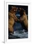 Alaskan Brown Bears in Brooks River-Paul Souders-Framed Photographic Print