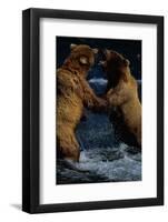 Alaskan Brown Bears in Brooks River-Paul Souders-Framed Photographic Print