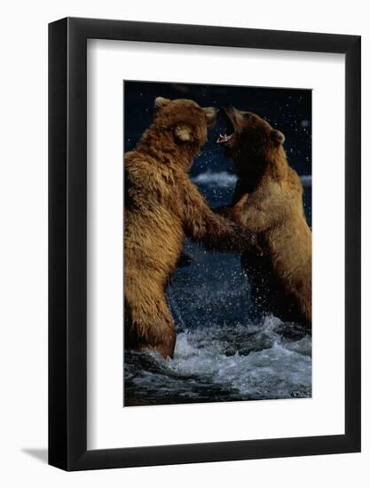 Alaskan Brown Bears in Brooks River-Paul Souders-Framed Photographic Print