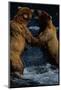 Alaskan Brown Bears in Brooks River-Paul Souders-Mounted Photographic Print